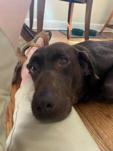 Chocolate Labrador Retriever