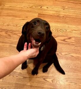 Chocolate Labrador Retriever