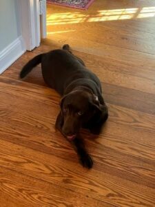 Chocolate Labrador Retriever