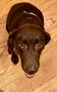 Chocolate Labrador Retriever