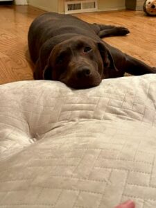 Chocolate Labrador Retriever