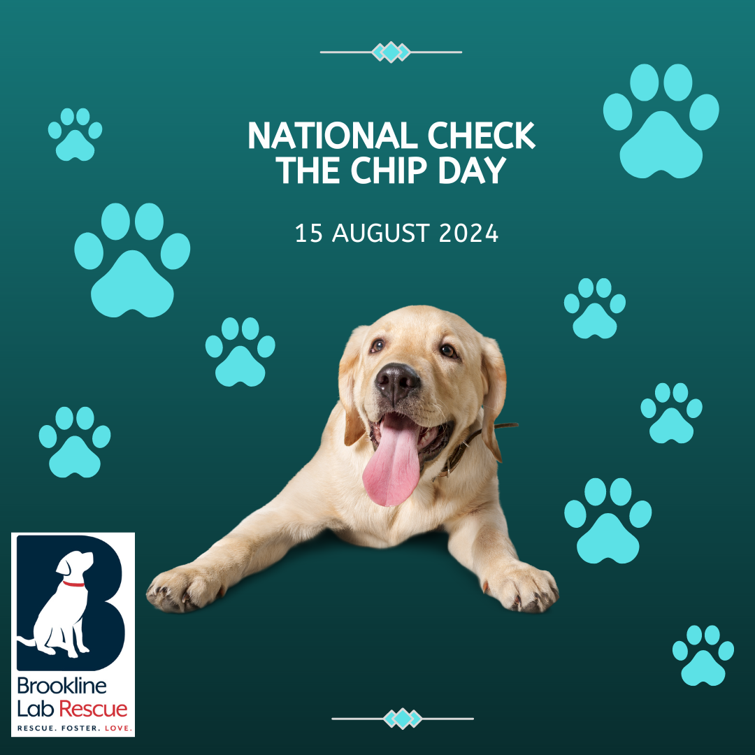 National Check the Chip Day to protect your dog and make sure they return home safely, if lost or stolen