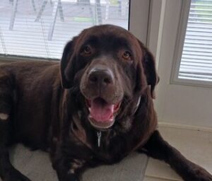 Chocolate Labrador Retriever