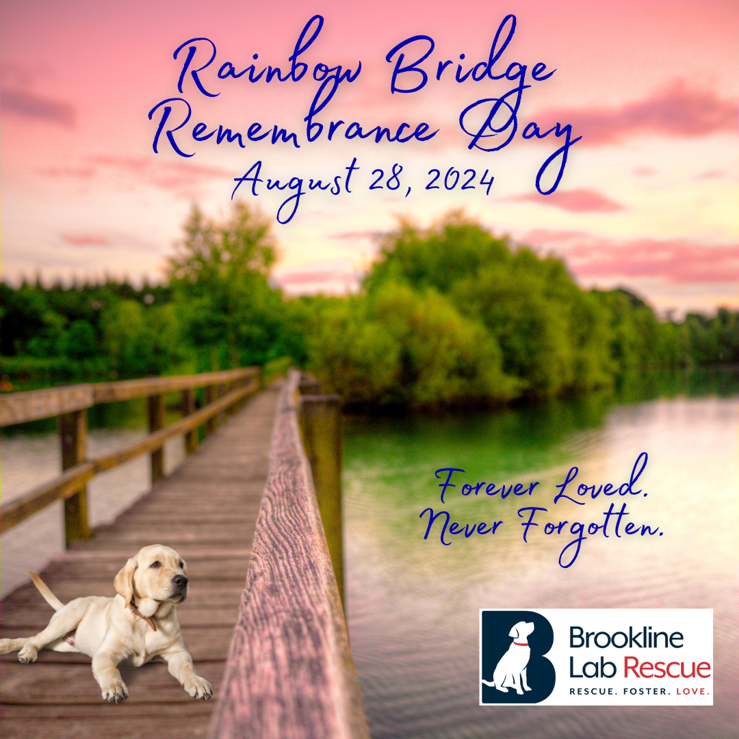 Forever Loved. Never Forgotten. Rainbow Bridge Remembrance Day