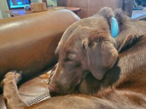 Chocolate Labrador Retriever