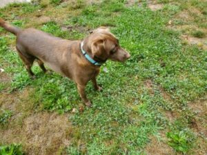 Chocolate Labrador Retriever