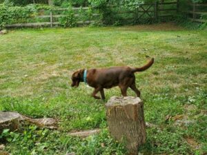 Chocolate Labrador Retriever