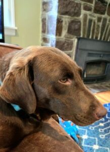 Chocolate Labrador Retriever