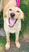 Yellow Labrador Retreiver