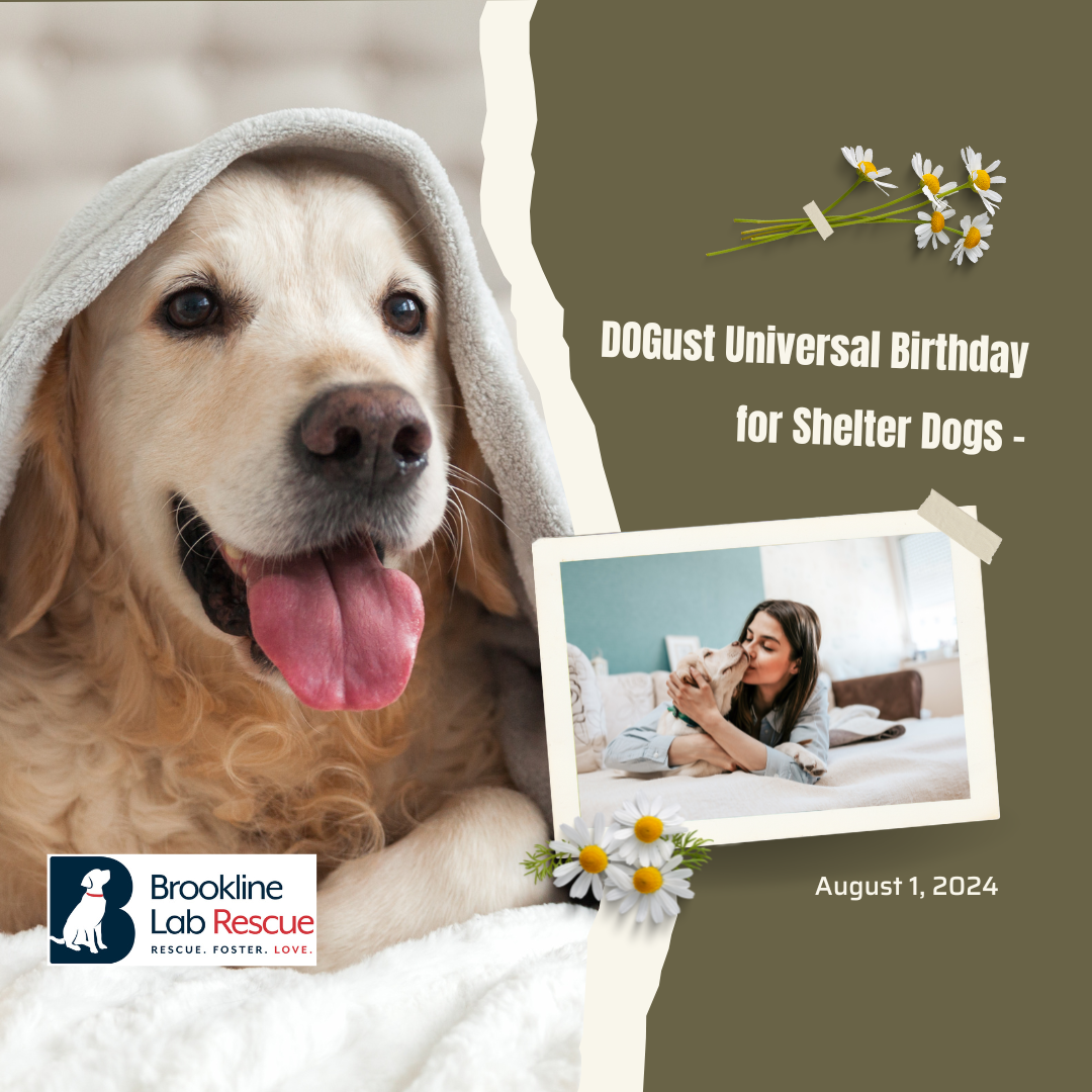 rescue pet's birthday celebration