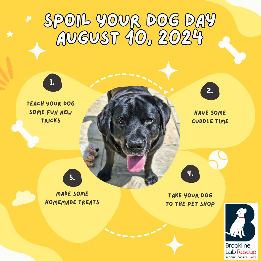 Spoil Your Dog Day