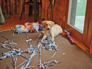 Yellow Labrador Retreiver