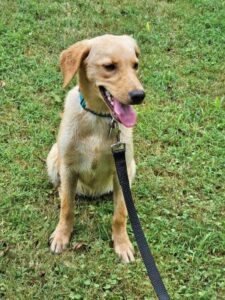 Yellow Labrador Retriever