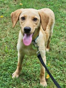 Yellow Labrador Retriever