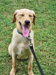 Yellow Labrador Retriever