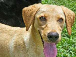 Yellow Labrador Retriever