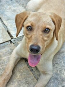 Yellow Labrador Retriever