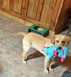 Yellow Labrador Retriever