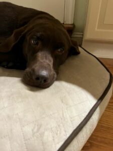 Chocolate Labrador Retriever