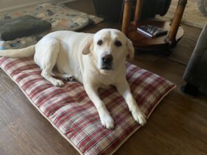 Yellow Labrador Retriever