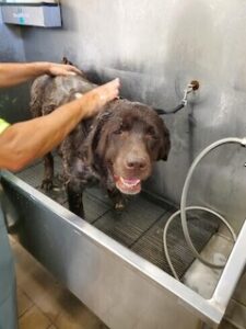 Chocolate Labrador Retriever