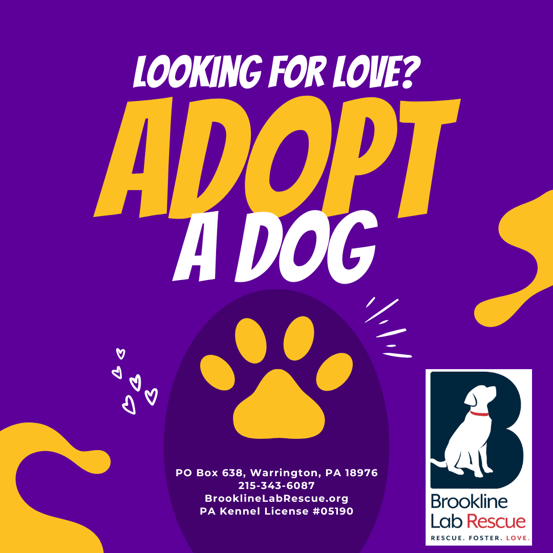 Adopt a Less-Adoptable Dog Week