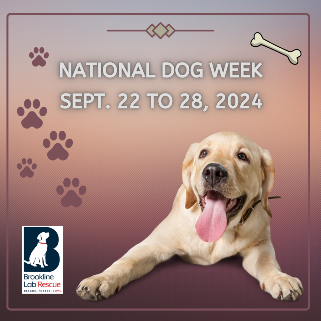 National Dog Week Sept. 22 to 28