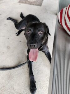 Black Labrador Retriever