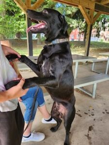 Black Labrador Retriever