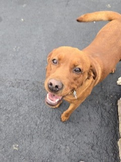 Yellow Labrador Retriever