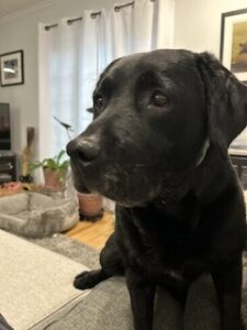 Black Labrador Retriever