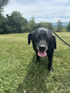 Black Labrador Retriever