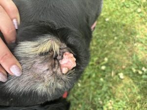 Black Labrador Retriever