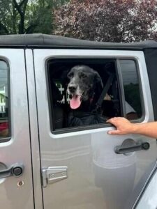 Black Labrador Retriever mix