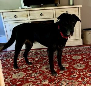 Black Labrador Retriever mix