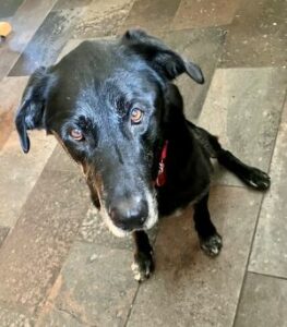 Black Labrador Retriever mix