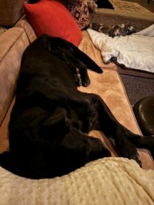 Black Labrador Retriever mix