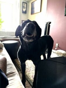 Black Labrador Retriever mix