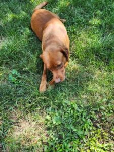 Yellow Labrador Retriever