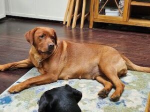 Yellow Labrador Retriever