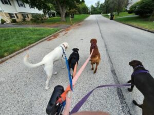 Yellow Labrador Retriever