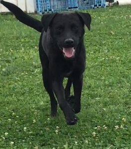 Black Labrador Retriever Mix