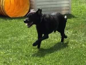 Black Labrador Retriever