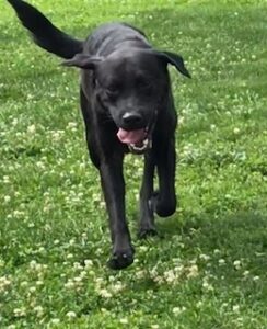 Black Labrador Retriever