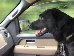 Black Labrador Retriever Mix