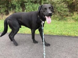 Black Labrador Retriever Mix