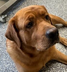 Yellow Labrador Retriever