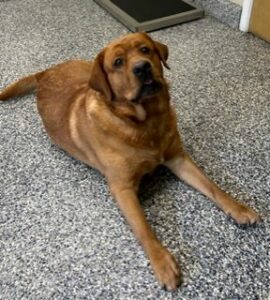 Yellow Labrador Retriever