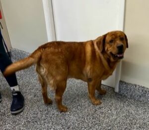 Yellow Labrador Retriever