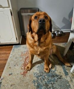 Yellow Labrador Retriever